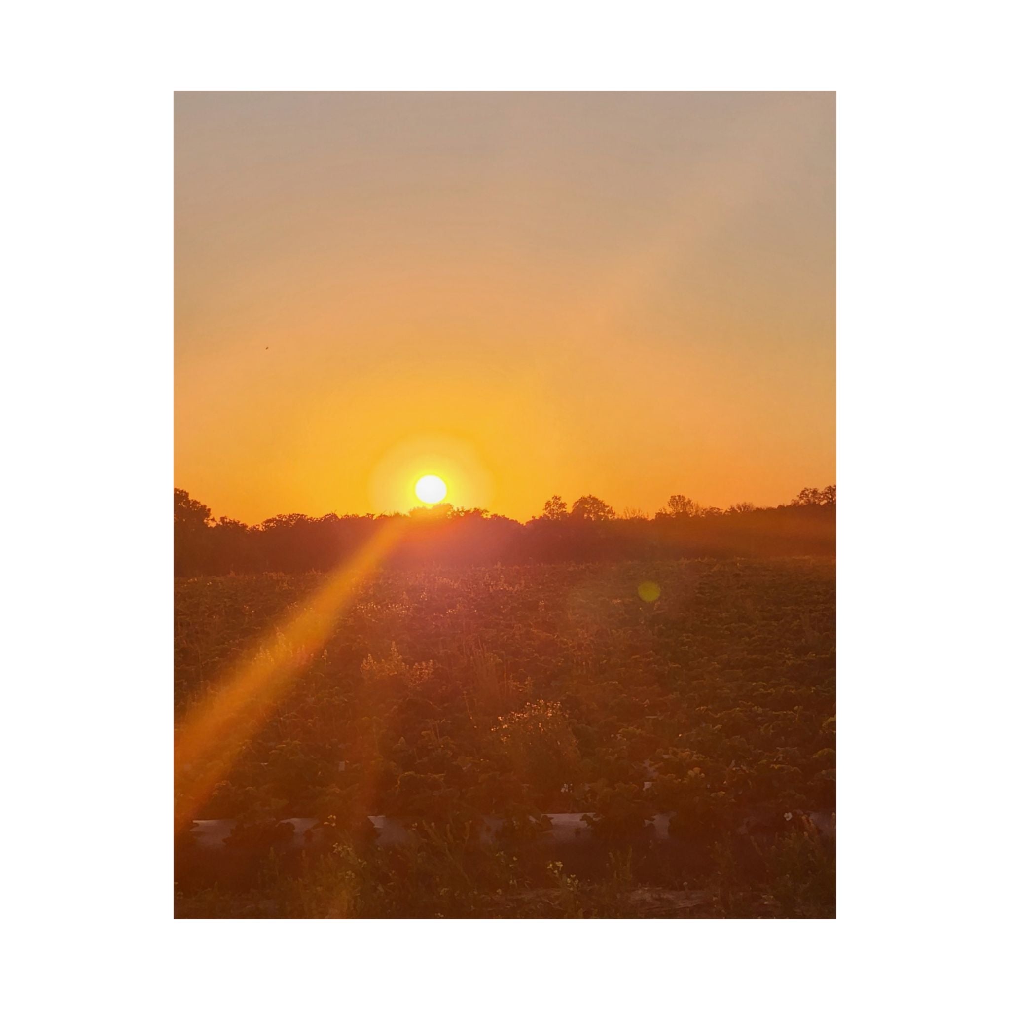Sunset Field Matte Vertical Poster | Landscape Art, Golden Hour Print