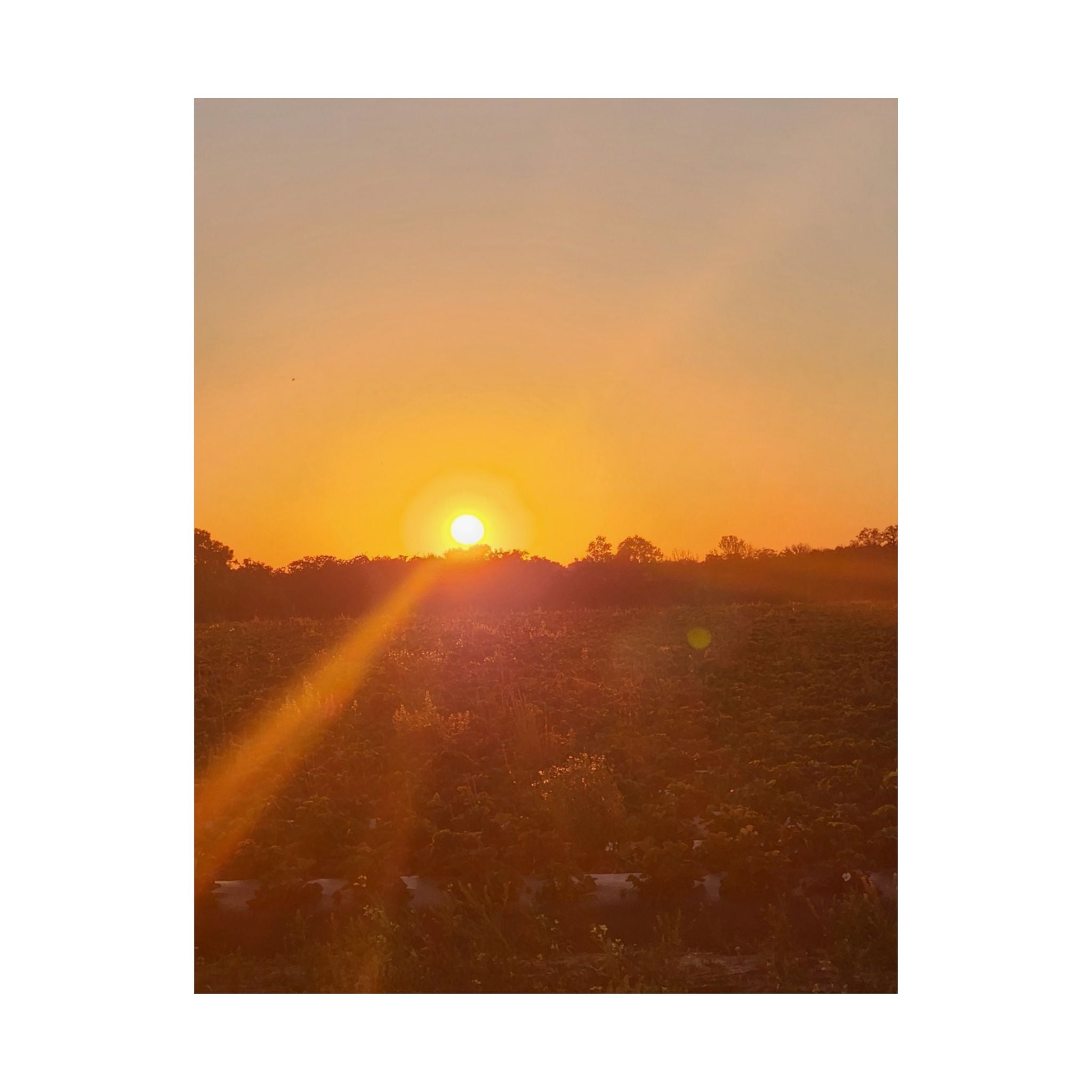 Sunset Field Matte Vertical Poster | Landscape Art, Golden Hour Print