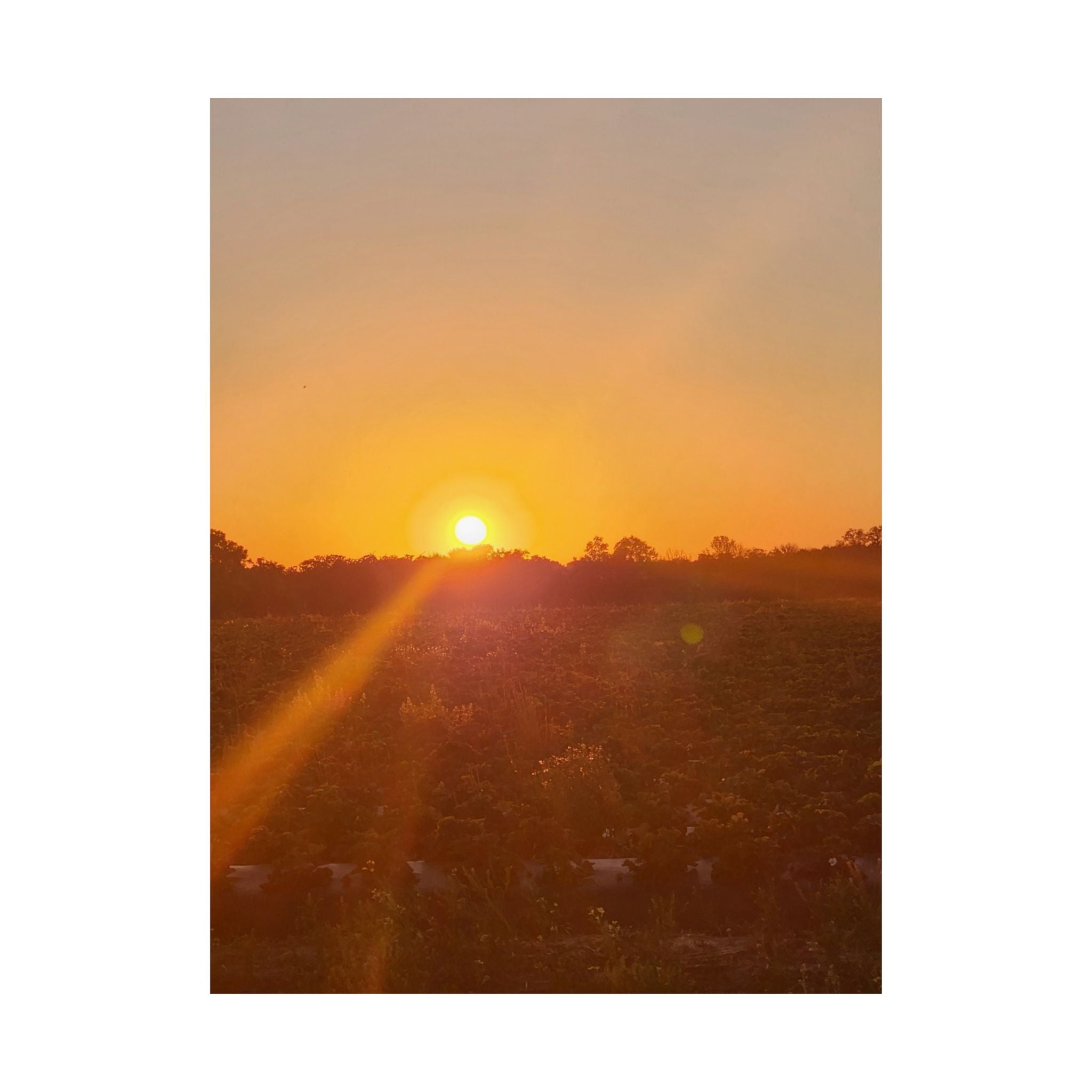 Sunset Field Matte Vertical Poster | Landscape Art, Golden Hour Print